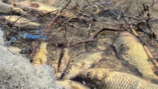 Aksaray’da Gölette Korkutan Manzara: Yüzlerce Balık Kıyıya Vurdu!