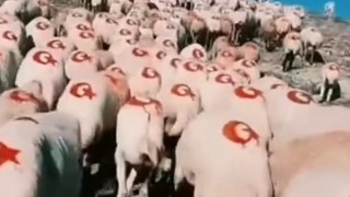 Ay Yıldızlı Kurban Hazırlığı