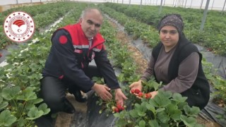 çilek mesaisine Müdür Demir de eşlik etti