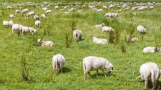 Ekili Alanlara zarar Verenler Bedelini öder