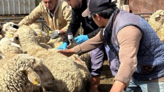 Eskil'de küçükbaş hayvan sağlığına kapsamlı müdahale