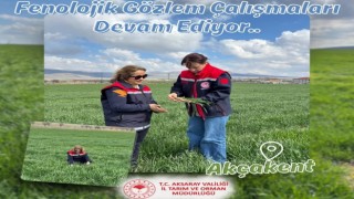 Hububat arazileri mercek altında