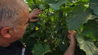 Hububatta gizli tehlike: Ekin tripsine dikkat