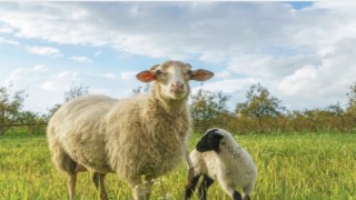KIRSALDA BEREKET PROJESİ BAŞVURULARI BAŞLADI