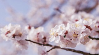 Kış geri dönüyor! Don tehlikesi kapıda