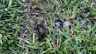 Melendiz Çayı'nda yengeç sürprizi