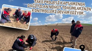TAKE Projesi’nde dağıtılan nohut tohumları yakın markajda