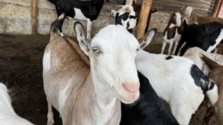 Kurban Bayramı'nda bu yasakları çiğneyenlere ceza uygulanacak