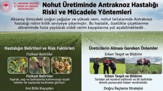 Siyah leke varsa dikkat! Nohut üreticilerine kritik uyarı