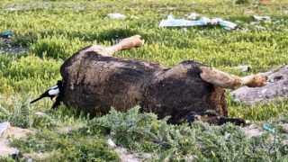 Yol kenarına bırakılan leşler vatandaşı tedirgin ediyor!