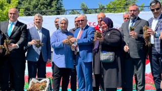 690 bin 300 çilek fidesi üreticilere dağıtıldı