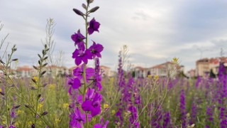 Aksaray’da doğal botanik bahçesi