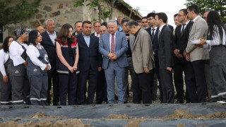 Boğazköy çileği projesi hayata geçti