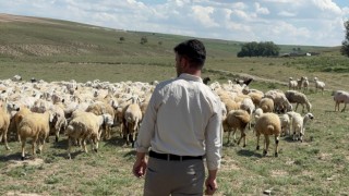 Bu bir ilk! Aksaray’a yurt dışından çoban ithalatı