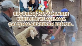 Kuzu ve oğlaklar küpelenerek kayıt altına alınıyor