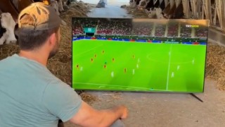 Mandırada milli heyecan: Maç saati sağım zamanına denk gelince