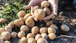 Patates üreticileri bu tehlikeye dikkat