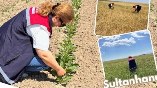 Sultanhanı'nda dolu hasar tespit çalışmaları sürüyor