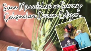 Tarlalarda süne mesaisi