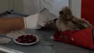 Yuvasından düşen baykuşun imdadına DKMP yetişti