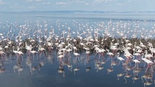 Yüzlerce flamingo yavrusu kanatlanmaya hazırlanıyor