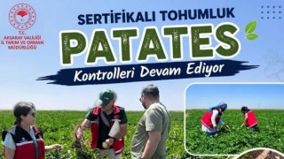 Aksaray'da tohumluk patates üretimi yakın takipte