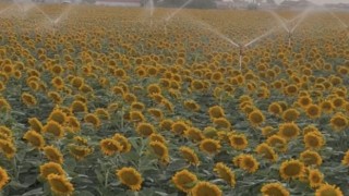 Ayçiçeği tarlalarında bereket mesaisi