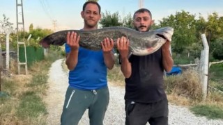 Kızılırmak'ta dev yayın balığı yakalandı: Tam 23 kilogram