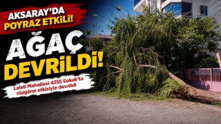 Şiddetini artıran poyraz ağacı devirip geçti