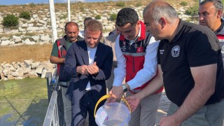 Yöndemli’nin desteğiyle Aksaray’ın göletlerine 500 bin balık ayrıldı