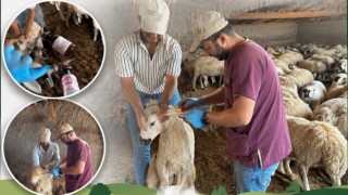 Aksaray’da koyun ve keçilere sağlık kontrolü
