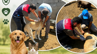 Aksaray’da kuduzla mücadele: Kedi ve köpekler aşılanıyor