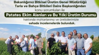 Aksaray’da patates üretiminin nabzı tutuldu