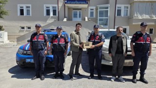 Aksaray’da yaban hayvanı operasyonu