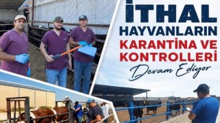 İthal besilik hayvanlarda karantina ve sağlık denetimi sürüyor