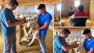 Küpeleme ve aşılama çalışmaları hız kesmiyor