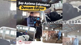 Aksaray’da şap hastalığı alarmı