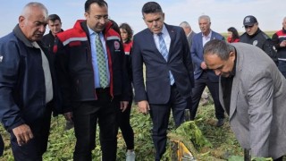 Sultanhanı’nda şeker pancarı hasadı incelendi
