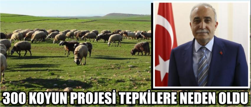300 Koyun Projesi Tepkilere Neden Oldu
