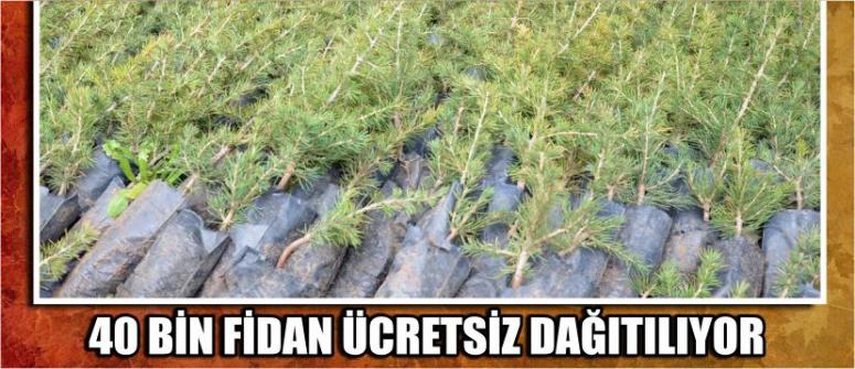40 Bin Fidan Ücretsiz Dağıtılıyor