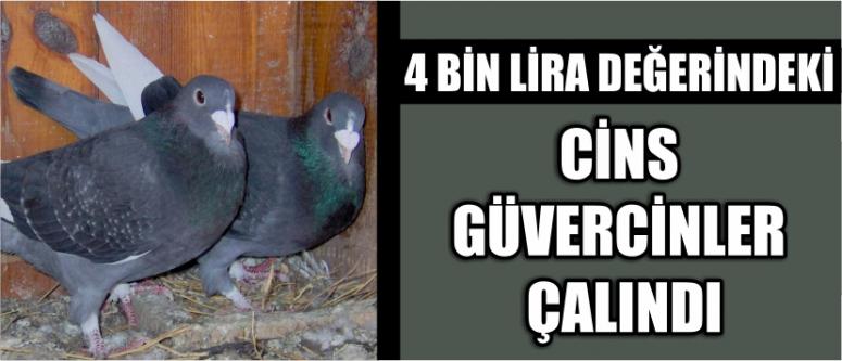 4 Bin Lira Değerindeki Cins Güvercinler Çalındı