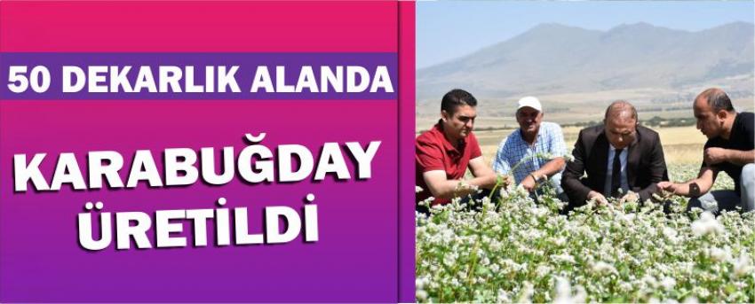 50 Dekarlık Alanda Karabuğday Üretildi