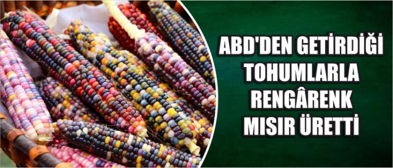 Abd'den Getirdiği Tohumlarla Rengârenk Mısır Üretti
