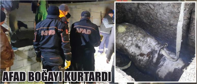 Afad Boğayı Kurtardı