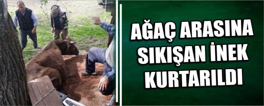 Ağaç Arasına Sıkışan İnek Kurtarıldı