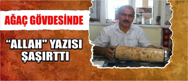 Ağaç Gövdesinde "Allah" Yazısı Şaşırttı