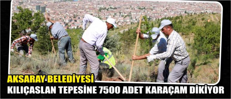 Aksaray Belediyesi Kılıçaslan Tepesine 7500 Adet Karaçam Dikiyor