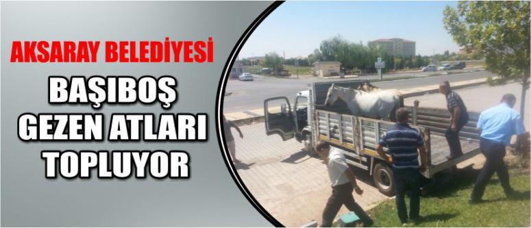Aksaray Belediyesi Başıboş Gezen Atları Topluyor