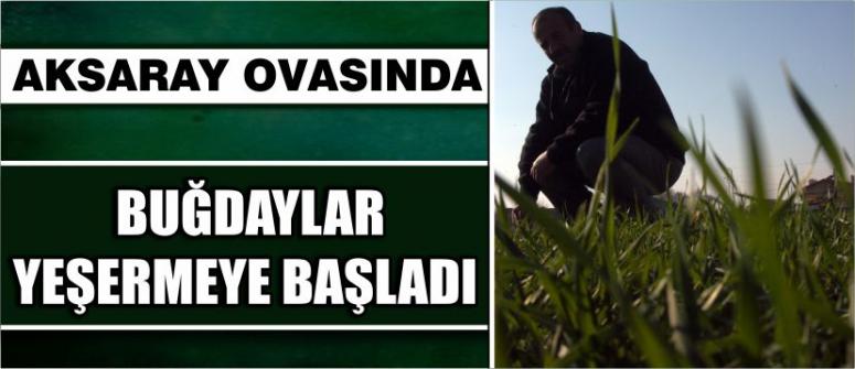 Aksaray Ovasında Buğdaylar Yeşermeye Başladı