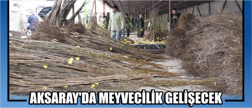 Aksaray’da Meyvecilik Gelişecek